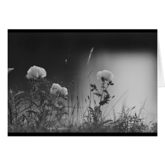 Svartvita blommor OBS kort