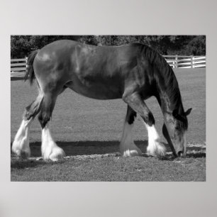 Svartvita Clydesdale Poster