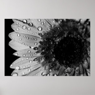 (Svartvita) daisyliten droppe, Poster