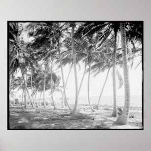 Svartvita Florida palmträd fotograferar Poster