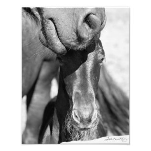 (Svartvita) Friesianmare och föl, Fototryck