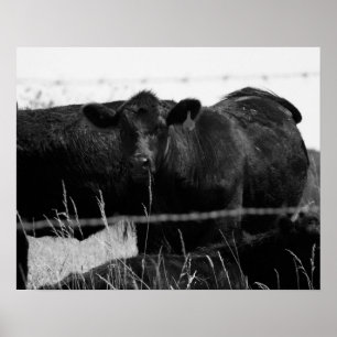 Svartvita kor bakom stängda trålstängsel 16 x 20 poster