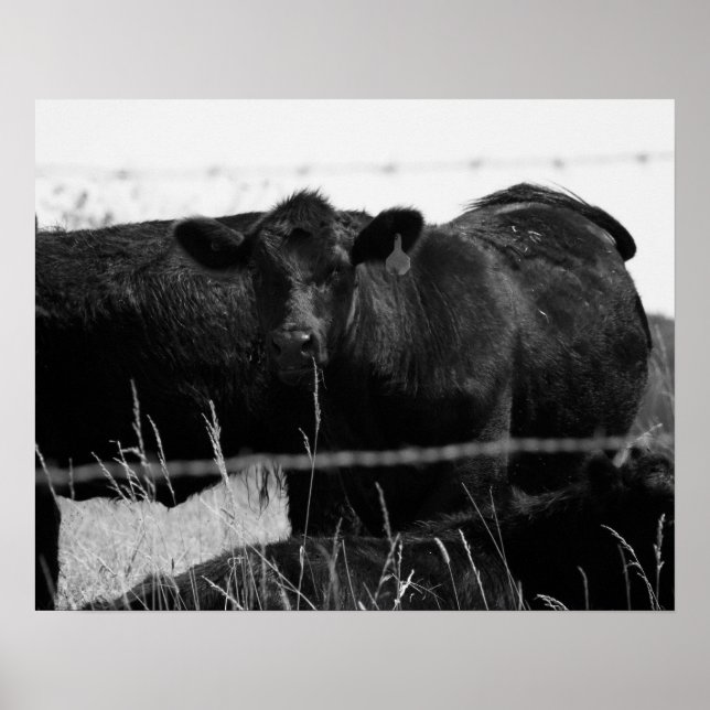 Svartvita kor bakom stängda trålstängsel 16 x 20 poster (Framsidan)