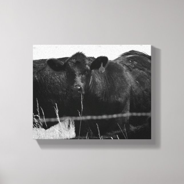 Svartvita kor bakom stängda trålstängsel 8 x 10 canvastryck (Framsida)