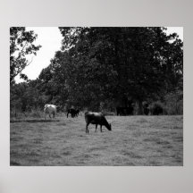 Svartvita kor på en Hillside 16 x 20