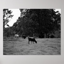 Svartvita kor på en Hillside 16 x 20 Poster