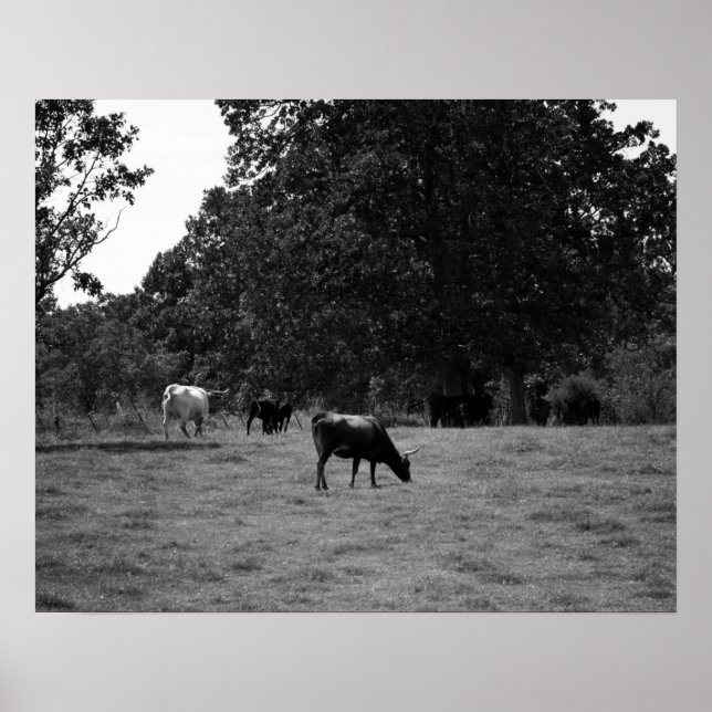 Svartvita kor på en Hillside 16 x 20 Poster (Framsidan)