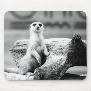 Svartvita Meerkat på ett träd Musmatta