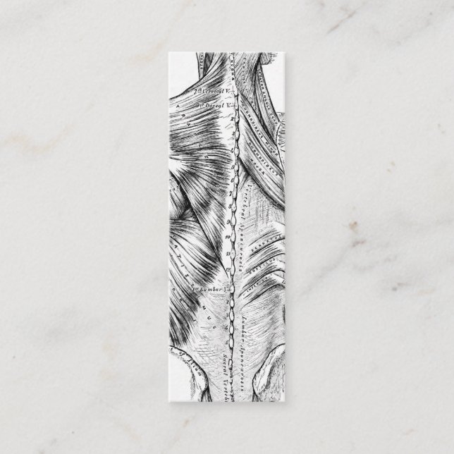 Svartvita muskler för anatomikonstbaksida (1890) mini visitkort (Framsida)