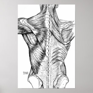 Svartvita muskler för anatomikonstbaksida (1890) poster