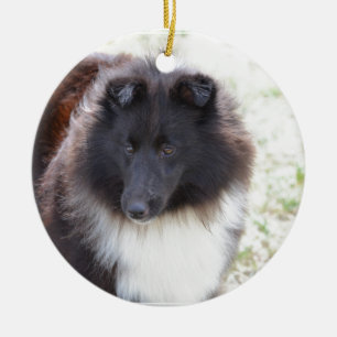 Svartvita Sheltie Julgransprydnad Keramik