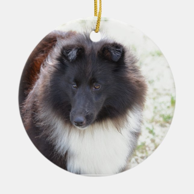 Svartvita Sheltie Julgransprydnad Keramik (Framsidan)