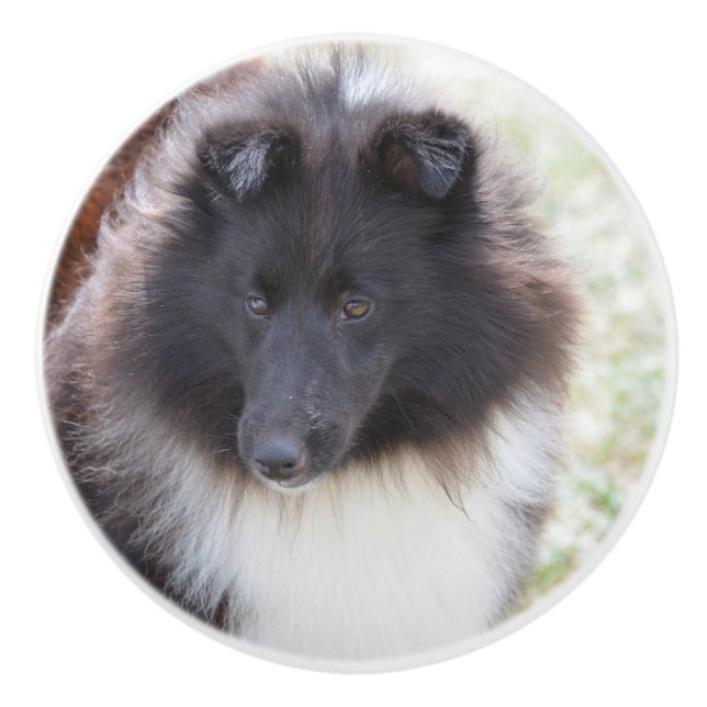 Svartvita Sheltie Knopp (Framsidan)