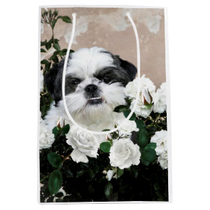 Svartvita Shih Tzu