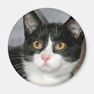 Svartvita smokingkattmagneter magnet