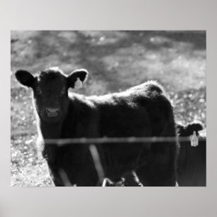 Svartvita unga kor i Fält 16 x 20 Poster