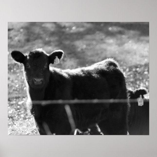 Svartvita unga kor i Fält 16 x 20 Poster (Framsidan)