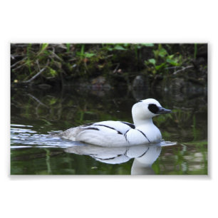 Svartvita Waterfowl för Smew eller havsdykningank Fototryck
