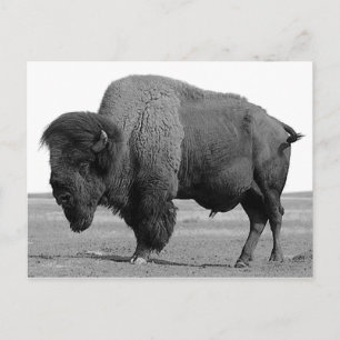 Svartvitt Bison/Buffalo Vykort