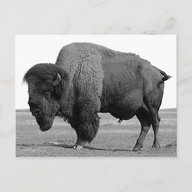 Svartvitt Bison/Buffalo Vykort (Framsida)