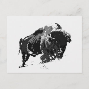 Svartvitt Bison/Buffalo Vykort