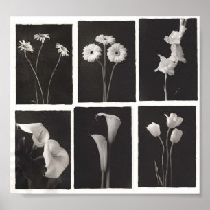Svartvitt blommatryck poster