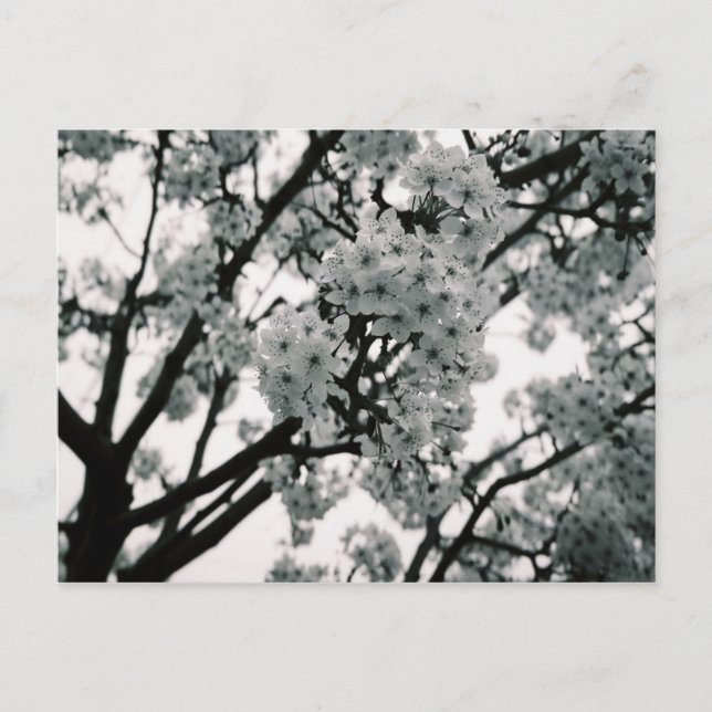 Svartvitt blommor vykort (Framsida)