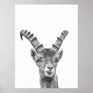 Svartvitt capricorndjurporträtt poster