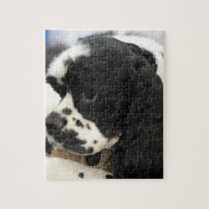 Svartvitt cockerspanielSpanielpussel Pussel