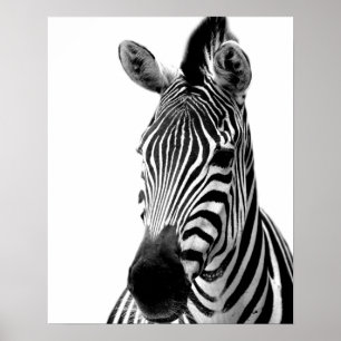 Svartvitt djurt foto för sebravilddjungel poster