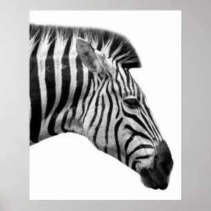 Svartvitt foto för djur för sebravilddjungel poster