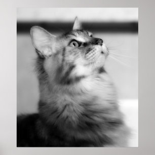 Svartvitt fotografera den Maine Coonkattungen Poster