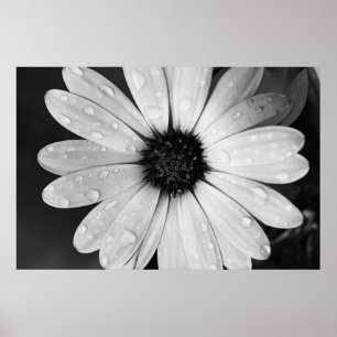Svartvitt fotografi av afrikansk Daisy Poster