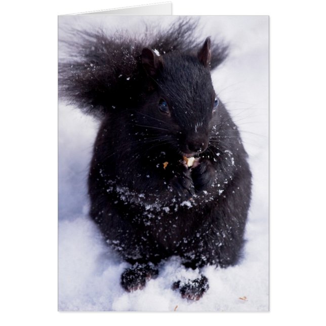 Svartvitt Hälsningskort (Framsidan)