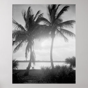 Svartvitt Handflatan Träd i solnedgångsfotot Poster