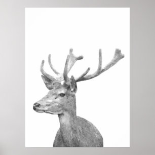 Svartvitt hjortdjurporträtt poster