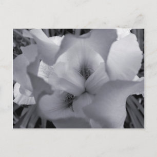 Svartvitt Iris-vykort Vykort
