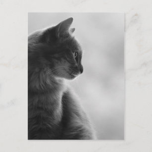 Svartvitt katt i profil vykort