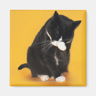 Svartvitt kattlokalvårdansikte med tassen magnet