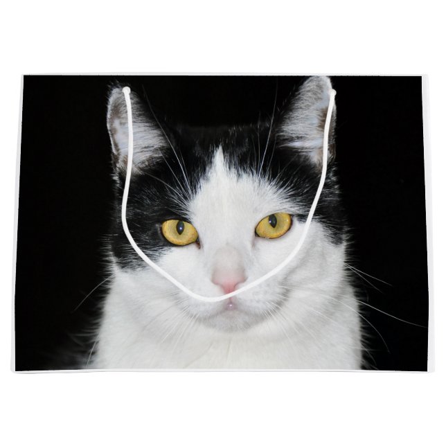 Svartvitt kattporträtt (Framsidan)