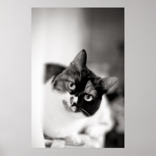 Svartvitt kattporträtt poster