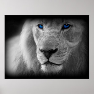 Svartvitt lejont med blåttögon poster