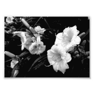 Svartvitt Lillies tryck
