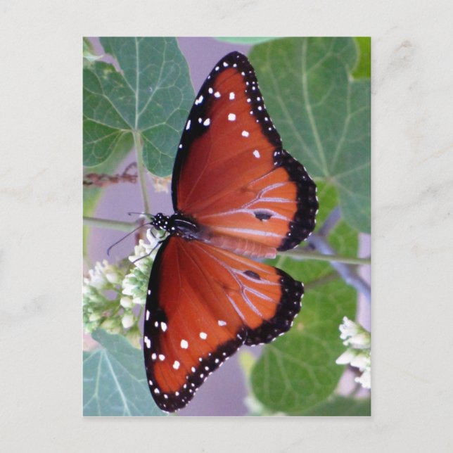 Svartvitt och rött All över Vykort (Framsida)