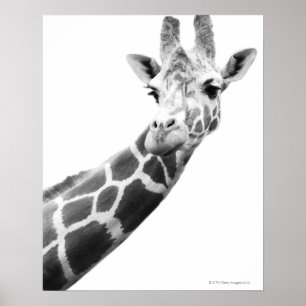 Svartvitt porträtt av en giraff poster