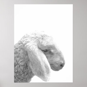 Svartvitt porträtt för fårlantgårddjur poster