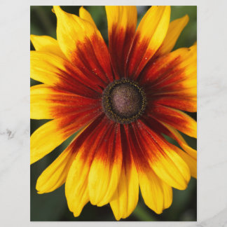 Svartvitt (Rudbeckia hirta)