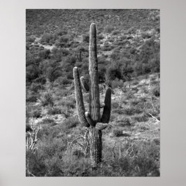 Svartvitt Saguaro Cactus in Sagebrush 16 x 20 Poster