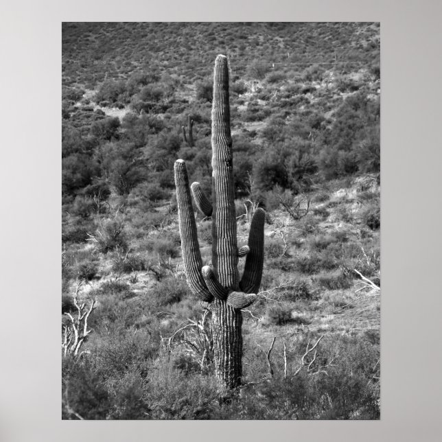 Svartvitt Saguaro Cactus in Sagebrush 16 x 20 Poster (Framsidan)