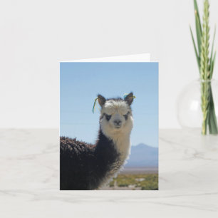 Svartvitt slut för AlpacaLlama upp huvudet Kort